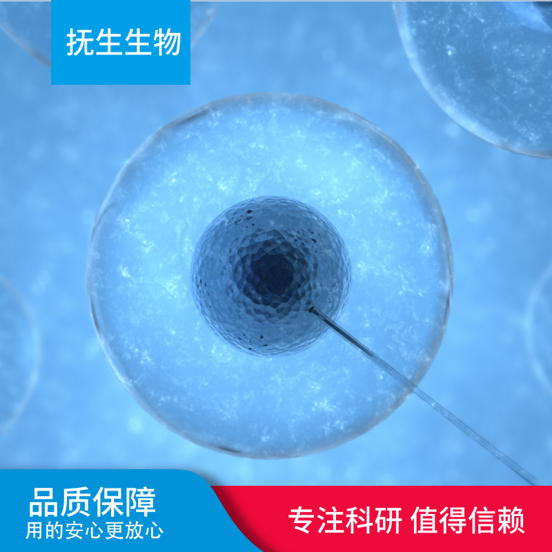 人非小细胞肺癌细胞；NCI-H1734 (STR)