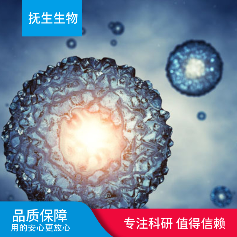 KYSE-410（人食管鳞癌细胞）