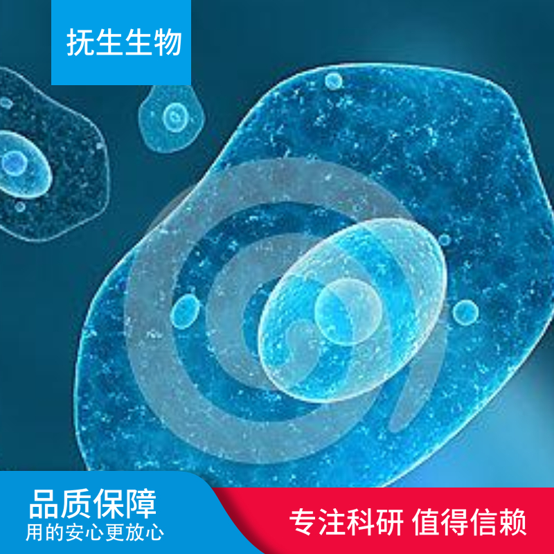 KATO III  人胃腺癌细胞(低分化