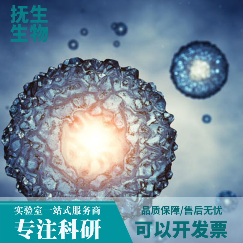 LS1034人直肠癌细胞