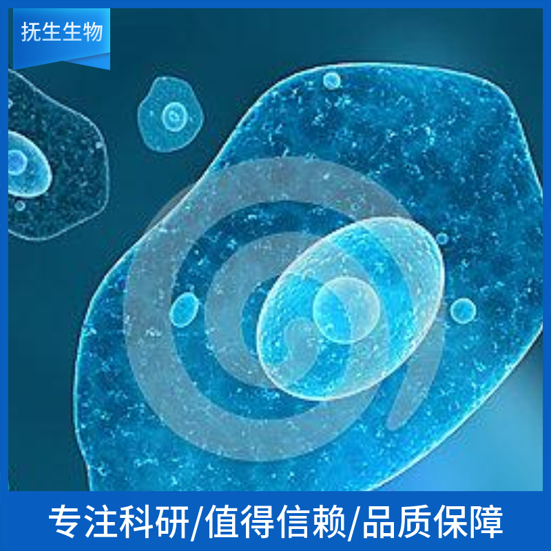 A549人非小细胞肺癌细胞