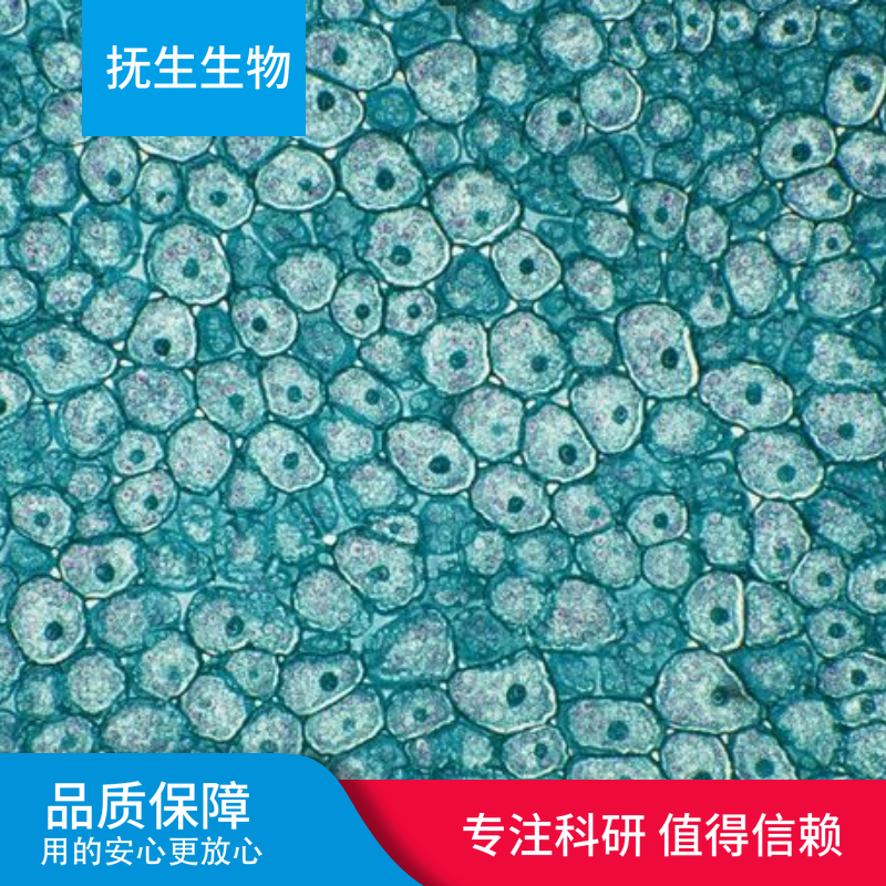 C-33A人子宫癌细胞