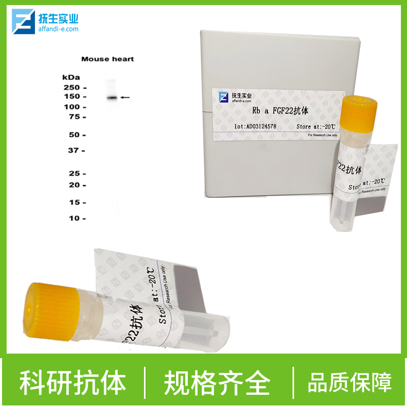 连接粘附分子C抗体