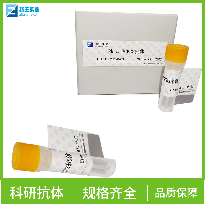 促肾上腺皮质释放激素受体1抗体