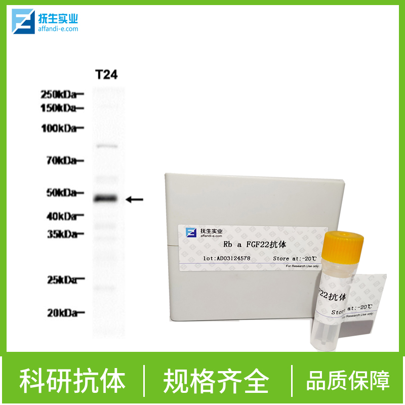 叉头蛋白D1抗体