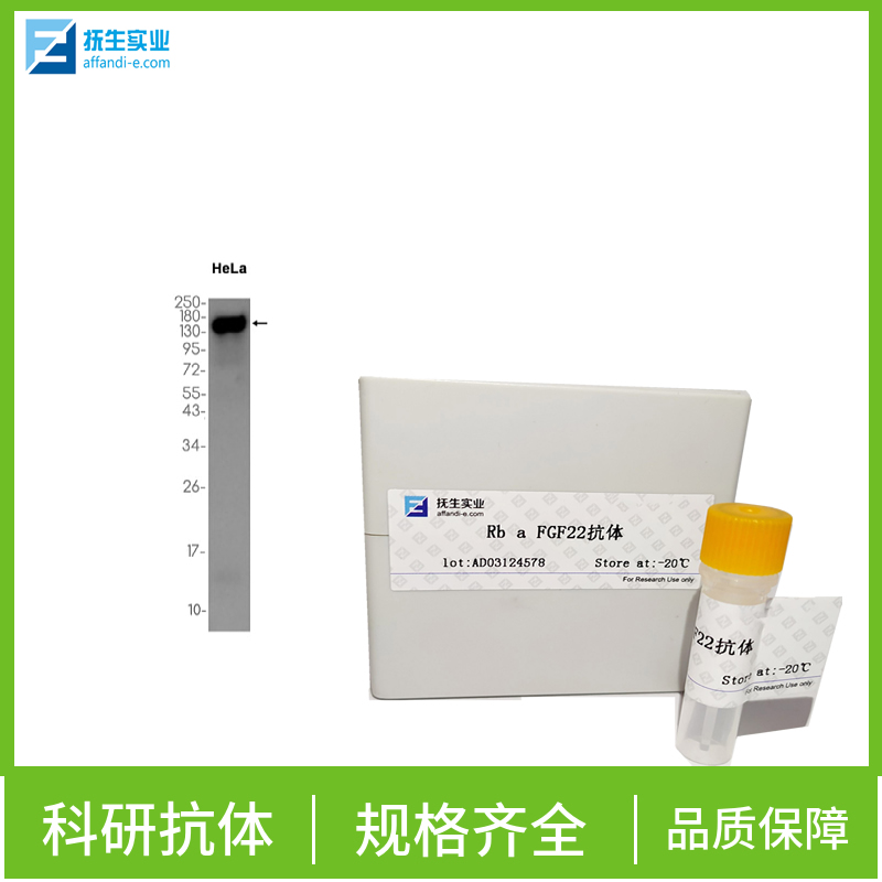 叉头蛋白M1抗体