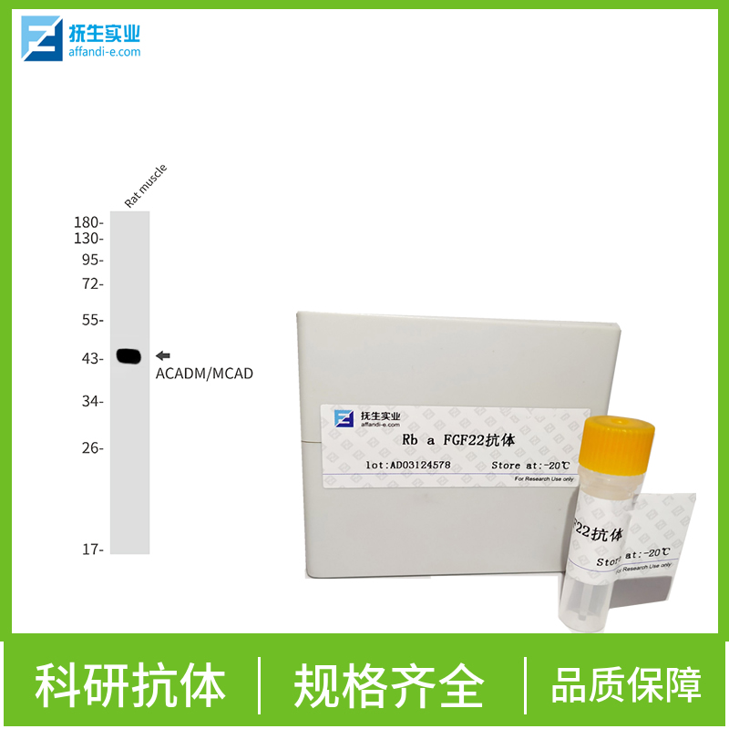 表皮生长因子受体III型突变体抗体