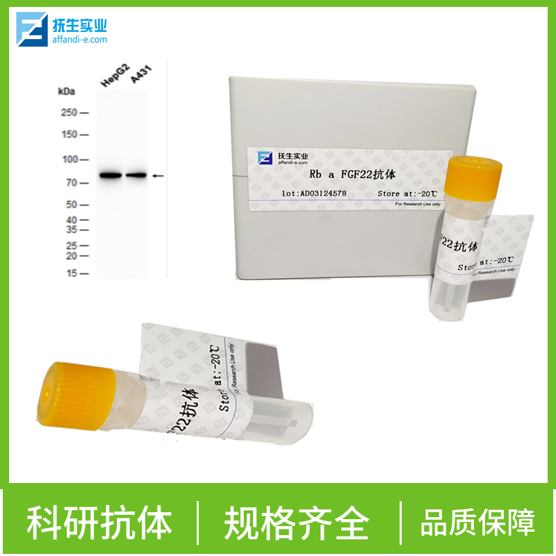 DH5α大肠杆菌菌体蛋白抗体