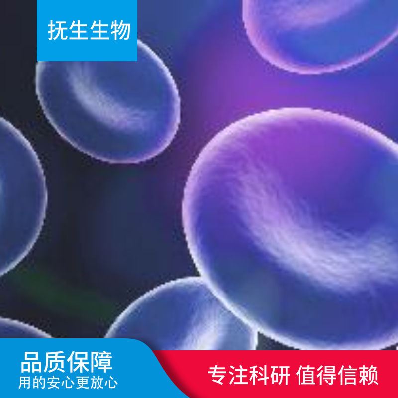 人星型胶质瘤细胞；B2-17[B2-17]