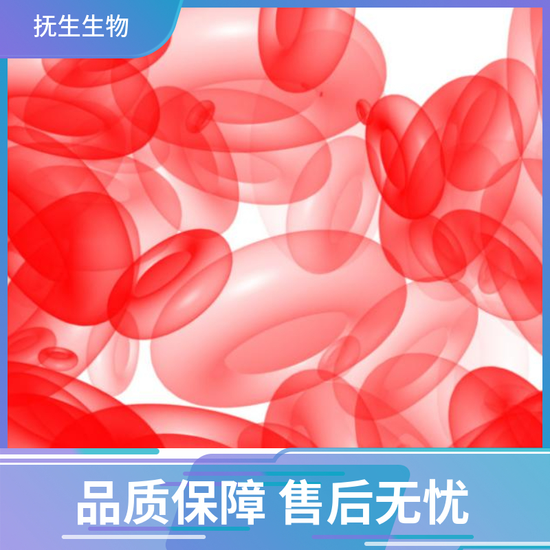 人卵巢癌细胞；SW626