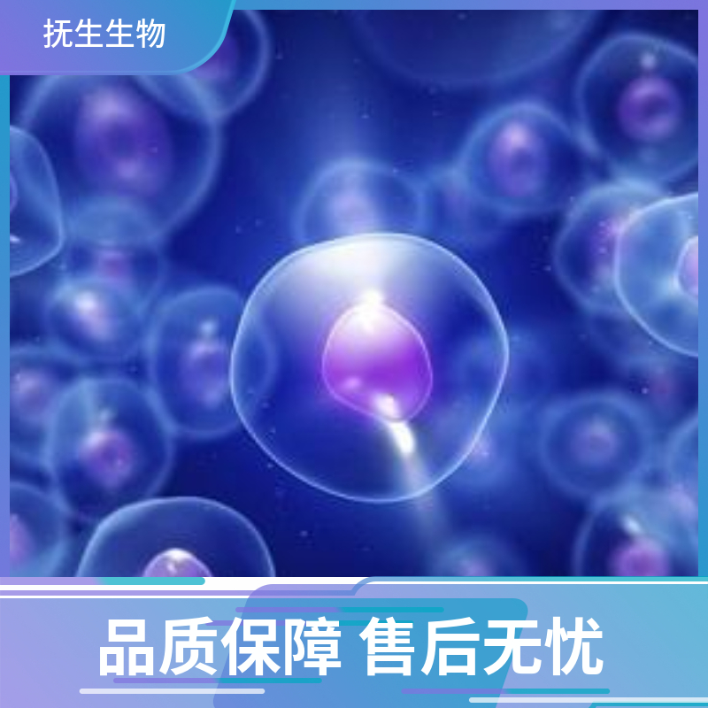 人结肠癌细胞带荧光素酶；SW480/LUC