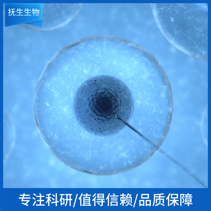 人结直肠癌细胞+LUC；LOVO+LUC