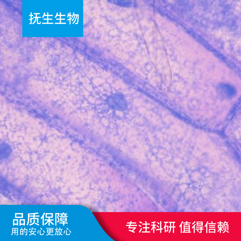 人神经母细胞瘤细胞；sh-sy5y转染野生型