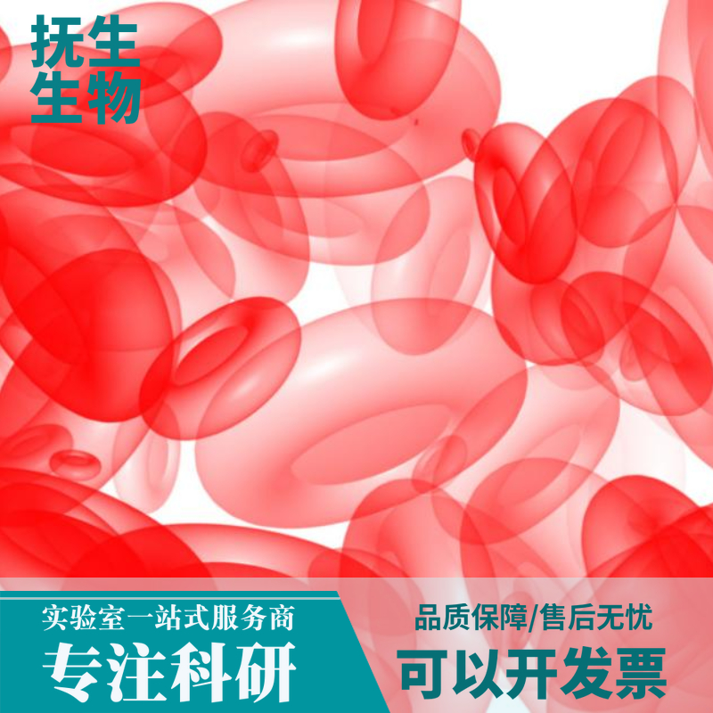 人肾透明细胞癌细胞荧光素酶；Caki-2/LUC (STR)