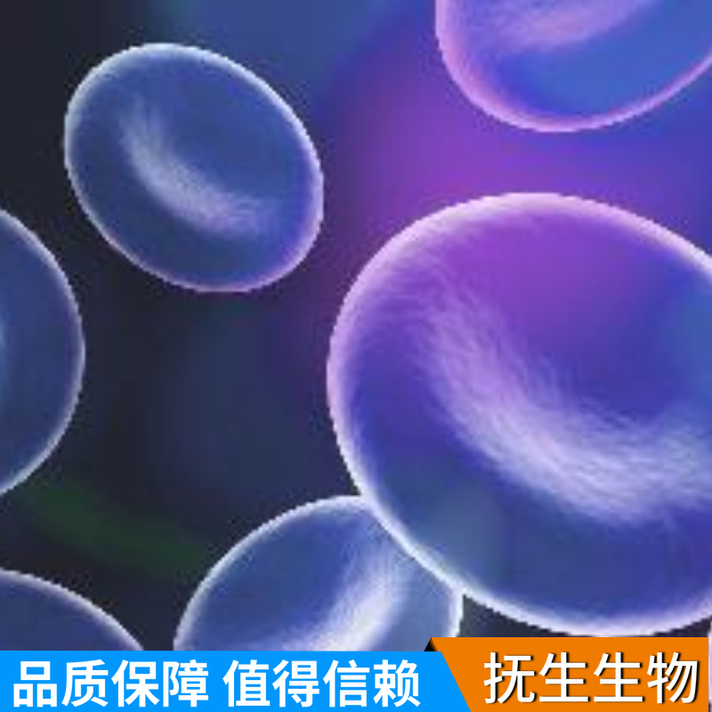 人膀胱移行细胞癌带荧光素酶；UM-UC-3/LUC (STR)