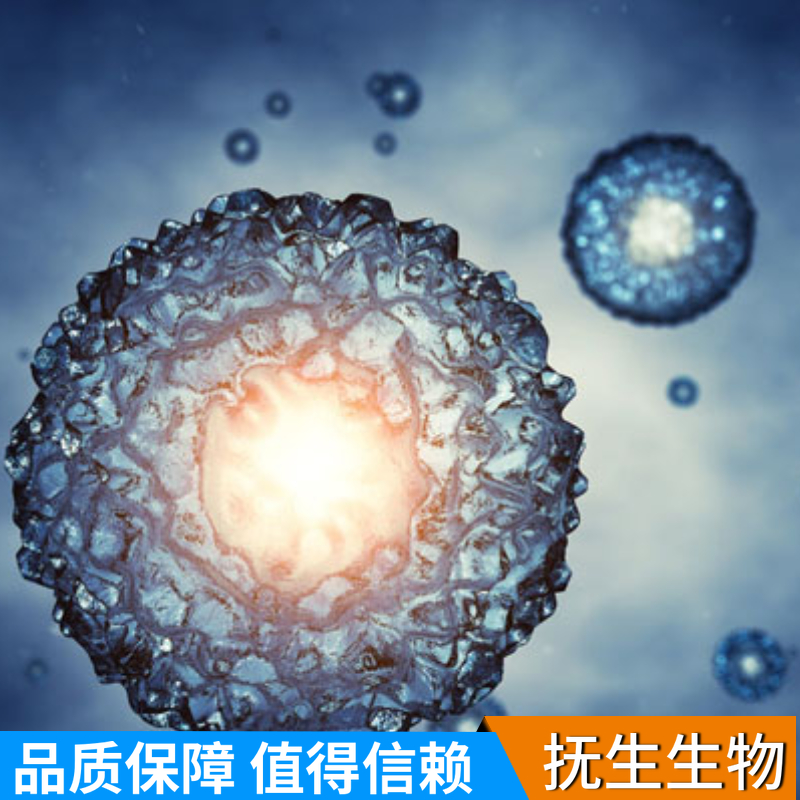 人胃癌细胞；SNU-520