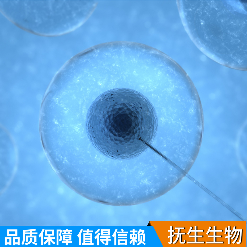 人Adenovirus5转化胚肾细胞；2V6.11