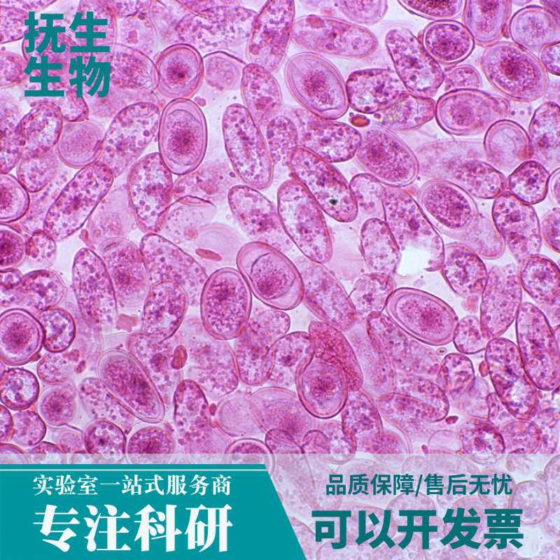 人皮肤成纤维细胞（国内建系永生化处理）；HDF-SV40T