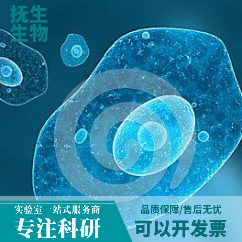 人前列腺癌细胞；LAPC4