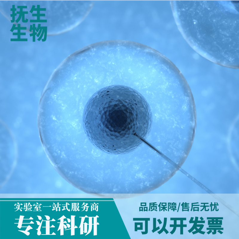 人乳腺癌细胞（三阴性）；HCC70