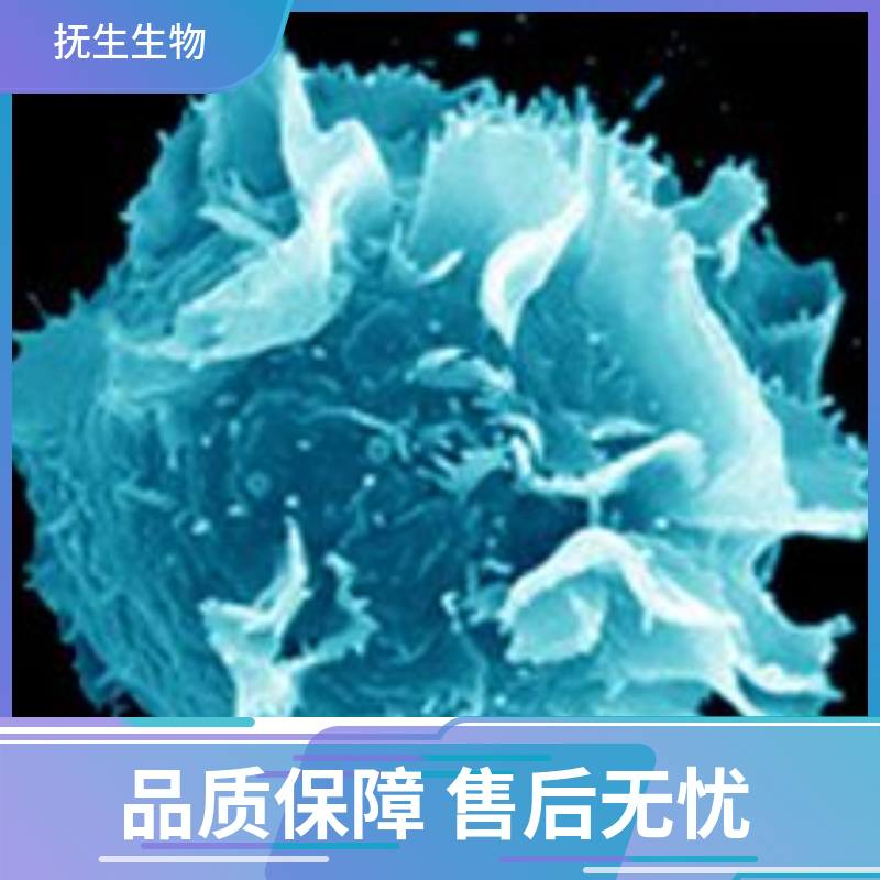 袋鼠肾细胞；Pt K1 (NBL-3)