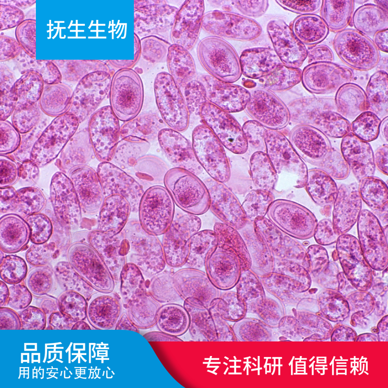 人睾丸间质细胞永生化；HLCs-SV40T