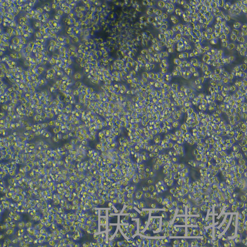 Ana-1细胞（小鼠巨噬细胞种属鉴定正确）LM8C0023