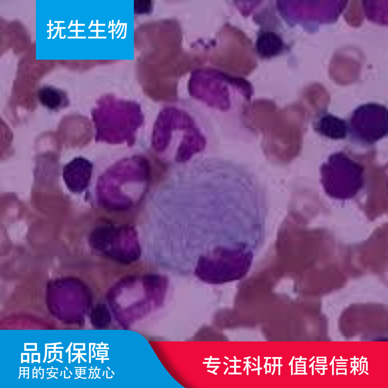 猪主动脉平滑肌细胞永生化；PAVSMC-SV40T