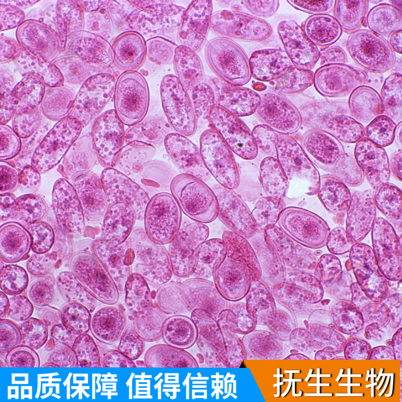 果蝇胚胎细胞；S2