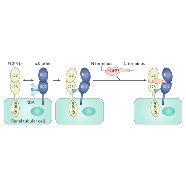 重组人Klotho蛋白