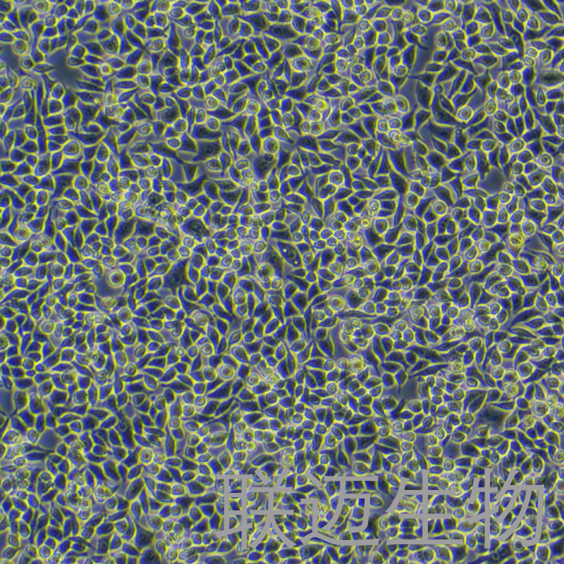 RKO细胞（结肠腺癌细胞STR鉴定正确）LM8C0199