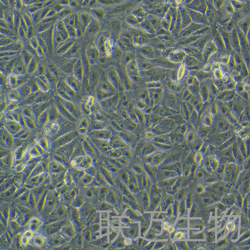 Caki-2细胞（肾透明细胞癌细胞）LM8C0326