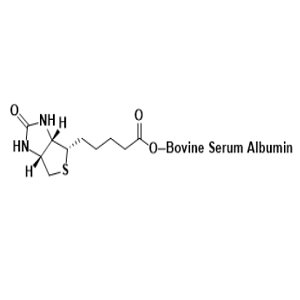 Biotin-BSA，生物素-牛血清白蛋白
