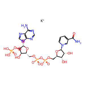 氧化型辅酶II 钾盐 