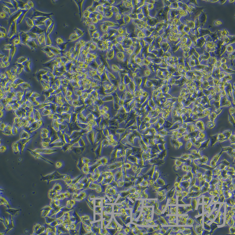 SK-CO-1细胞（结直肠腺癌细胞）LM8C0439