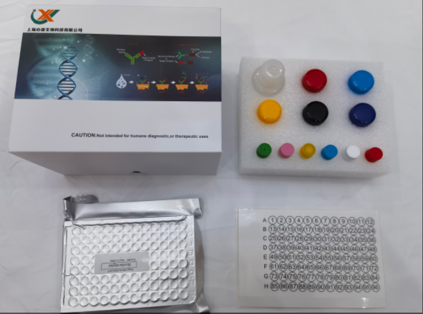 人肾足蛋白(NPHN)ELISA试剂盒