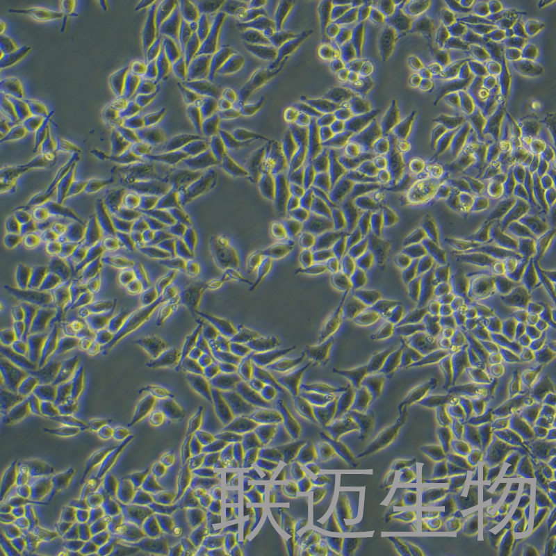 SiHa细胞（子宫颈鳞癌细胞STR鉴定正确）LM8C0210