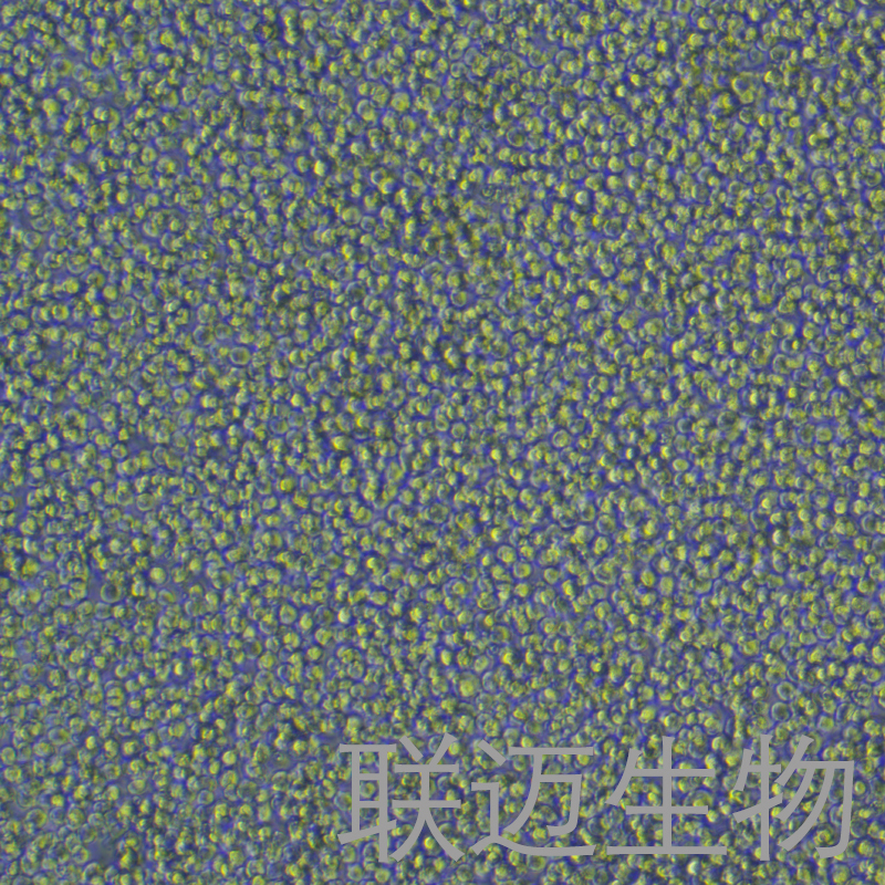 THP-1细胞（单核细胞白血病STR鉴定正确）LM8C0233