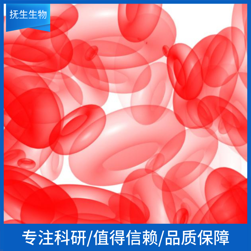 人横纹肌肉瘤细胞；RH-30