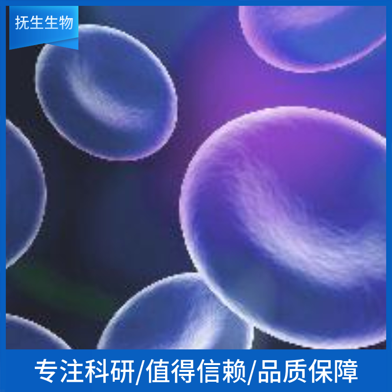 人喉表皮样癌细胞；HEp-2