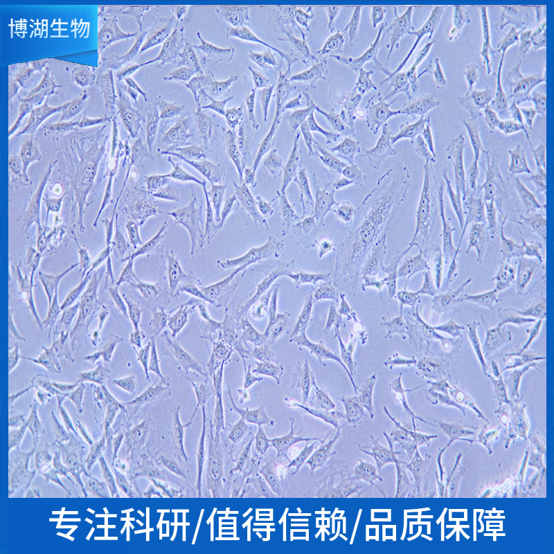 NCI-H2228人肺癌细胞