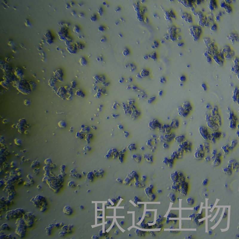 PC-12细胞（大鼠肾上腺嗜铬细胞瘤细胞未分化）LM8C0412