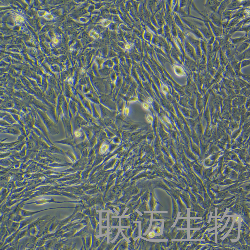 C2C12细胞（小鼠成肌细胞）LM8C0044