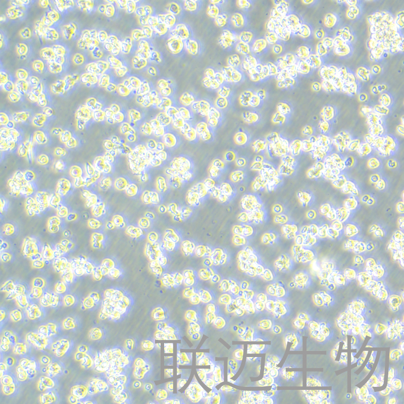 EL4细胞（小鼠淋巴瘤细胞）LM8C0078