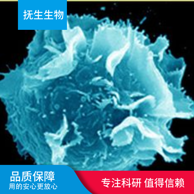 B901L人非小细胞肺癌细胞