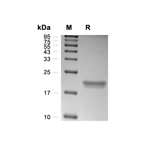 SHH蛋白, Human (C24IVI)