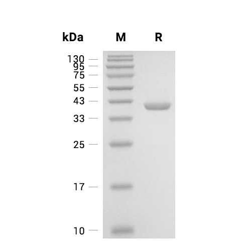 D-amino-acid oxidase/DAO蛋白, Human (His)
