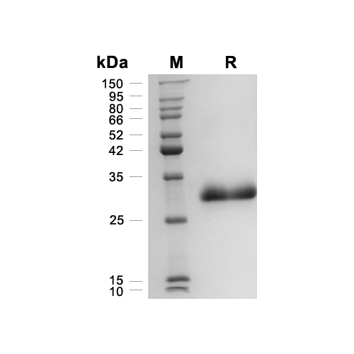 Noggin蛋白, Human (HEK293)