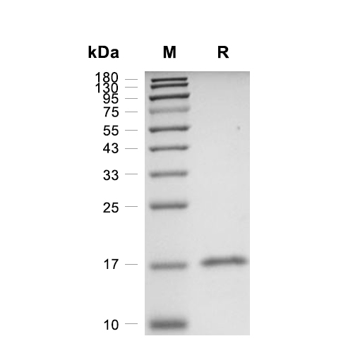 ISCU蛋白, Human (sf9, His)