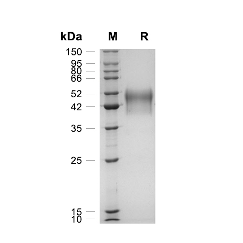 CD24蛋白, Mouse (HEK293, hFc)